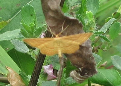 Idaea ochrata, Geometridae